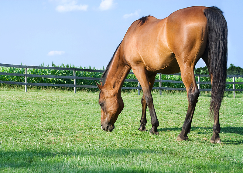 Horse Grazing