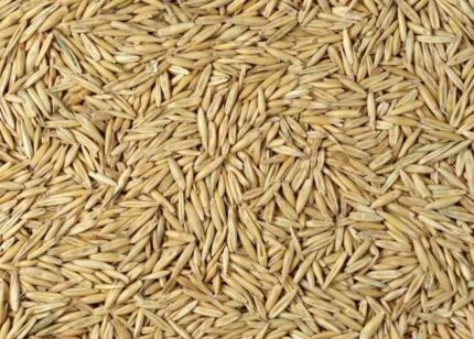 OATS (Triple Recleaned) 25kg